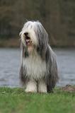 BEARDED COLLIE 408